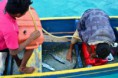 /album/panama/a324-iles-san-blas-achat-de-poisson-jpg/